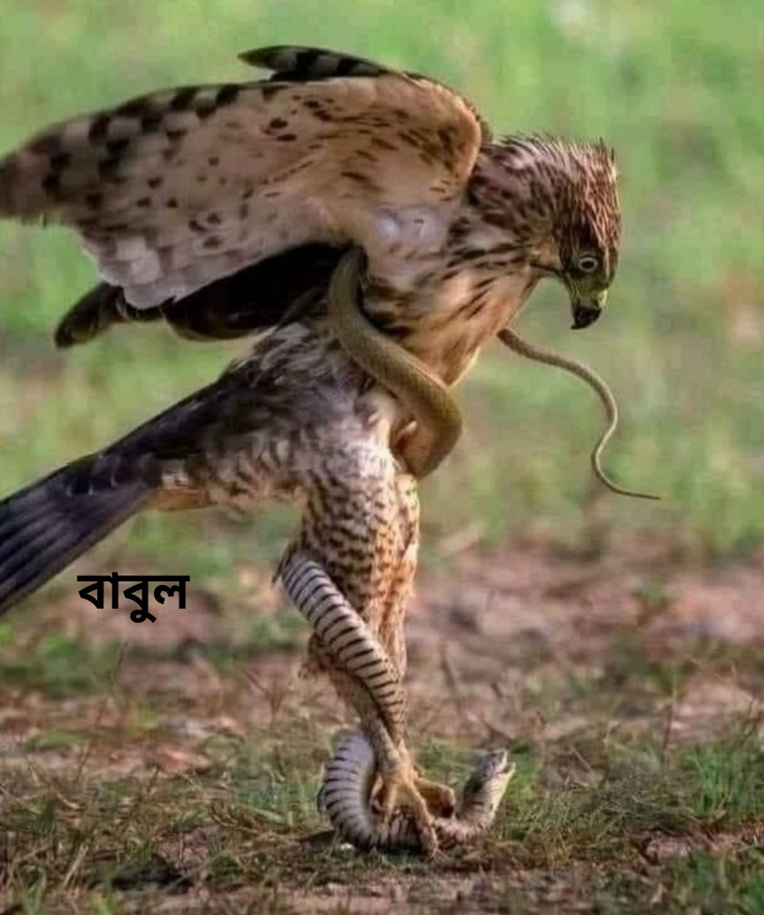 MdBabul1974's tweet photo. শত্রুর সাথে কখনই তার আওতাধীন এলাকায় লড়াই করতে যাবেন না।

লড়াই এর ক্ষেত্রটি পরিবর্তন করুন এবং সৃষ্টিকর্তার কাছে দোয়া করুন।

তিনি সহায় হলে আপনি পরিষ্কার জয় পাবেন।

ঈগল সাপের ~~

বাকি অংশটুকু পড়তে নিচের লিংকে দেখুন 
👇👇👇
https://t.co/Q3Jy0BWwpQ

https://t.co/Q3Jy0BWwpQ https://t.co/LK7lsRq63R
