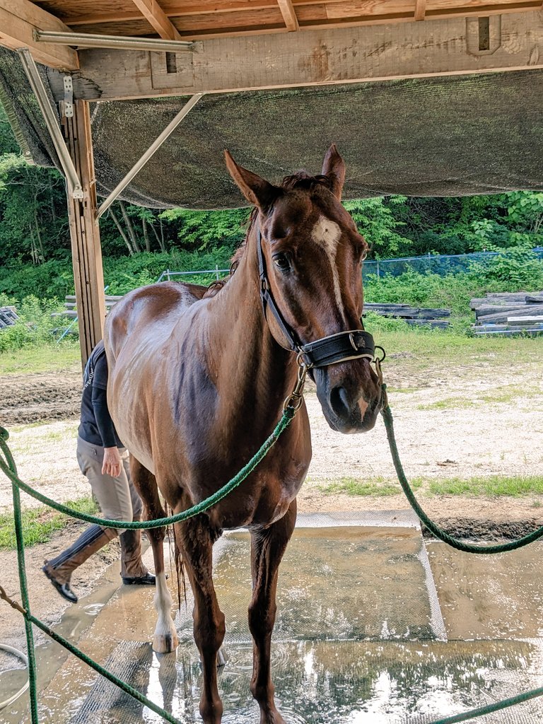 今日のプッチーニ
乗馬して全身水洗いしてもらってきもち良さそうでした🚿
お部屋戻って生牧草食べようね🍀☺️
#上げ馬経験した馬の今
#上げ馬神事の廃止を求めます