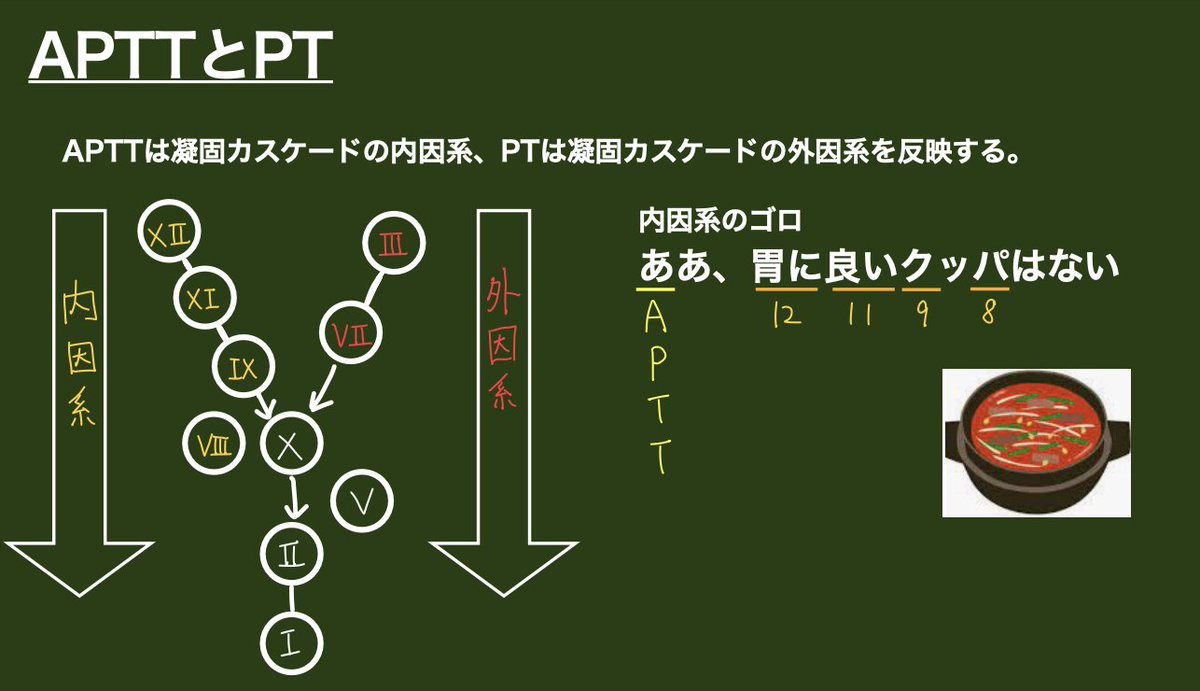 APTTとPT 凝固カスケード。問題で問われるのは外因系の指標か内因系の指標か。そして、凝固因子の番号がそれぞれ内因系に属しているのか、外因 系に属しているのか。この分野に限らずよく問われる部分は決まっているのでまずはそこを最優先に頭に叩き込みましょう🦁