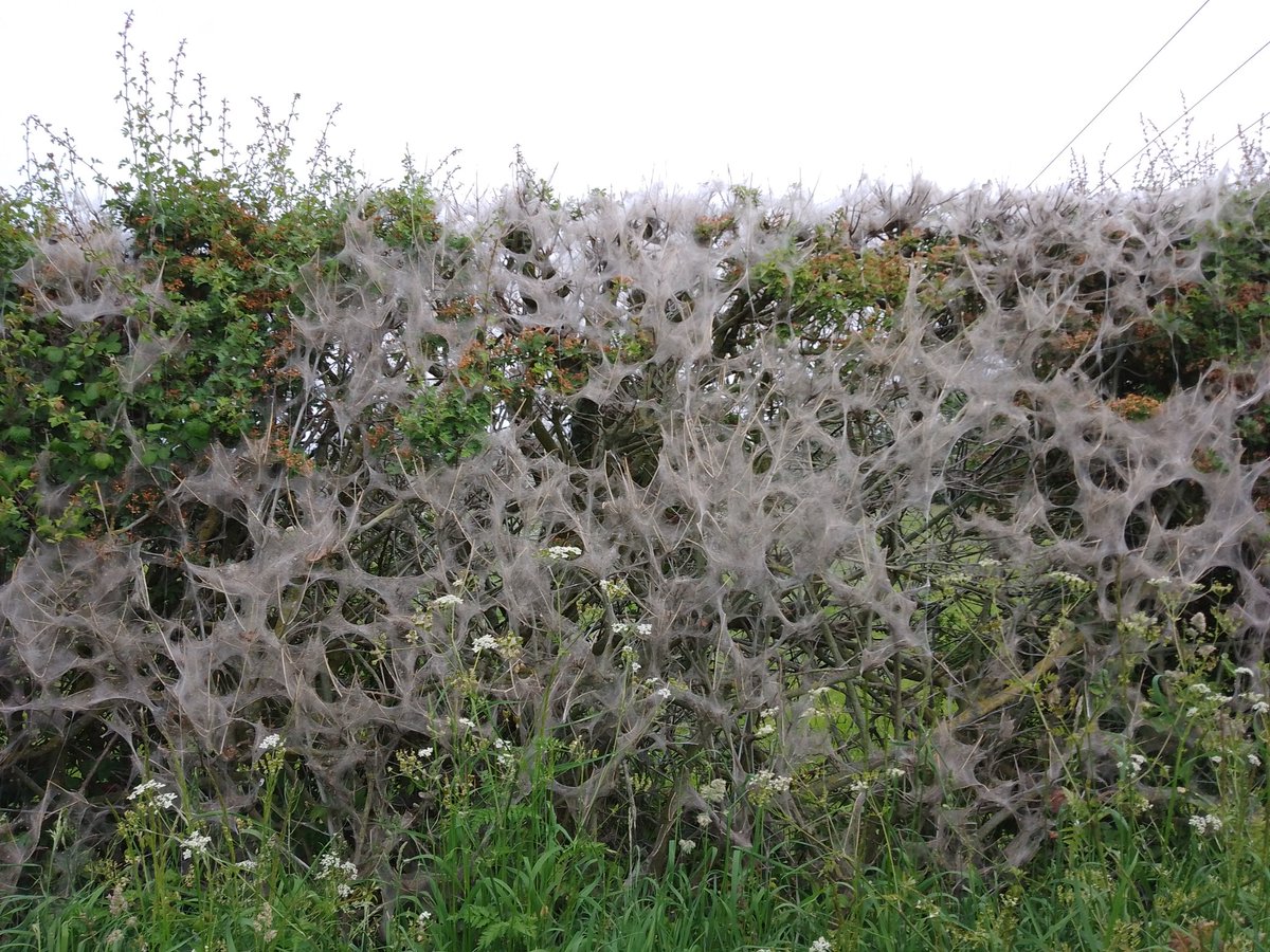 @WorcsWT  Are Ermine moths common in Worcestershire? Three areas of hedge covered here.  (I take it they are Ermine moth caterpillars?)