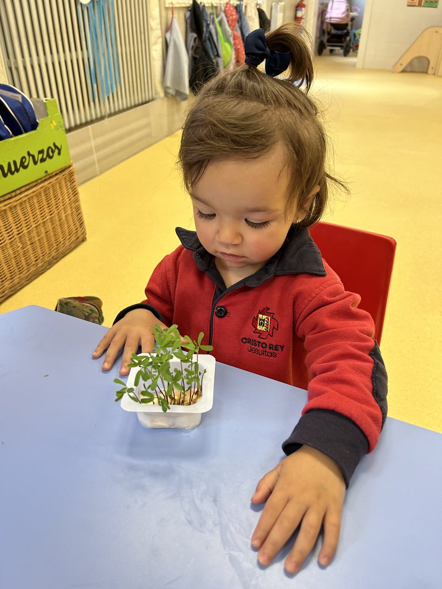 cristoreyva's tweet photo. Así de contentos se han ido a casa los niños de 1 y 2 años con su plantita de lentejas, después de haberla cultivado, regado y cuidado toda la semana. Les ha encantado ver cómo iba creciendo día a día. #aulasnuevas #aula1año #aula2 @sjcastillayleon https://t.co/a81U4MkDM6
