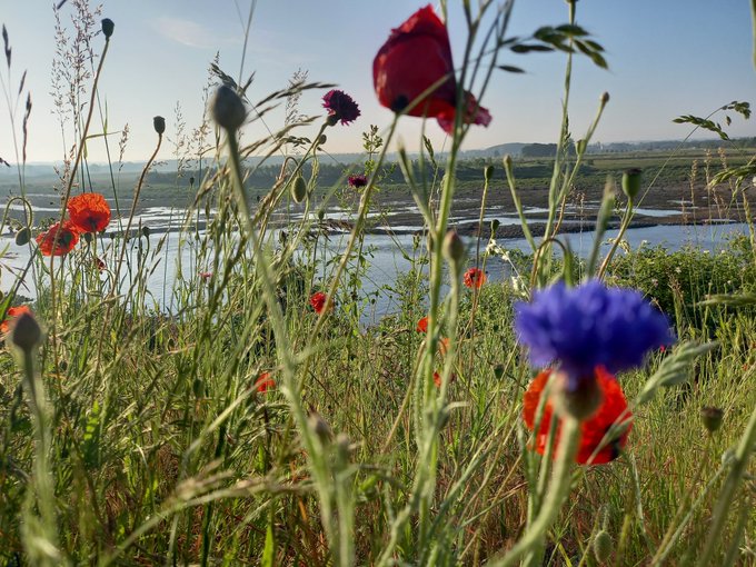 Chrpolitiek's tweet photo. Un #Domingo muy #bendecido y #inspirador.
Que tus pensamientos y tu #vision para la próxima #semana, #mes o #año sean tan #coloridos como estas #Flores en flor.
El río de la vida sigue fluyendo. La #dirección y la abundancia dependen de la guía de #Dios y de tus elecciones. https://t.co/9KY4oCV1yo