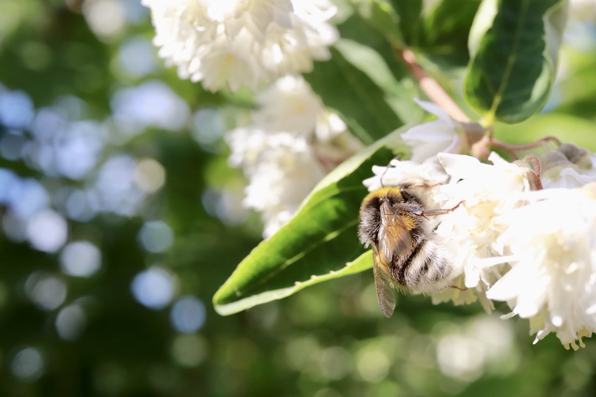 sudi1007's tweet photo. #Frühstück
#Hummel #Gartenimpression #Mainz
#Mainzsummtundbrummt
#Mainzblühtauf https://t.co/w2xUDKxkRO
