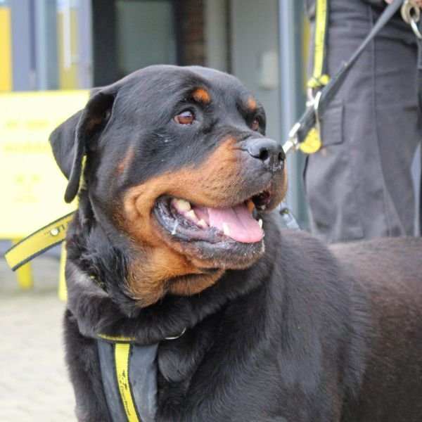 Please retweet to help Bradley and Winnie find a home together #BASILDON #ESSEX #UK 

Bonded Rottweilers aged 5-7. They can live with children aged 14+ as the only pets in the home. 
Please share to avoid separation☀️ 

DETAILS or APPLY
dogstrust.org.uk/rehoming/dogs/…
#Rottweiler #dogs