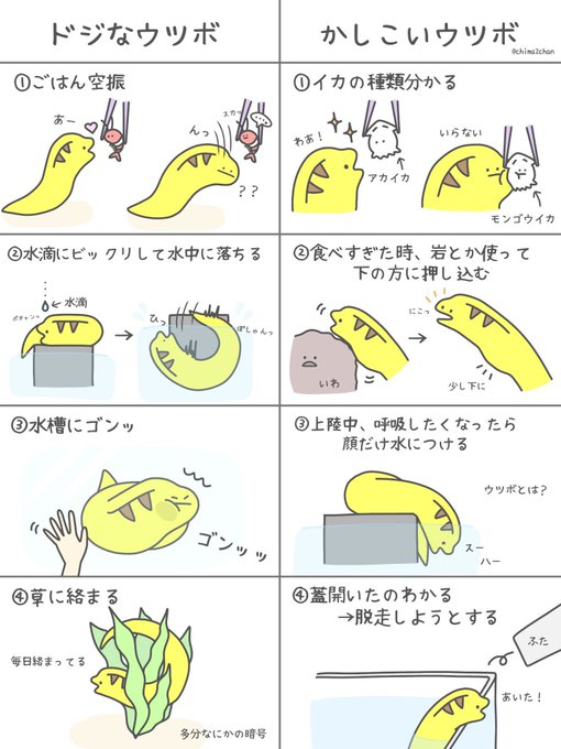 ウツボのドジなところとかしこいところ