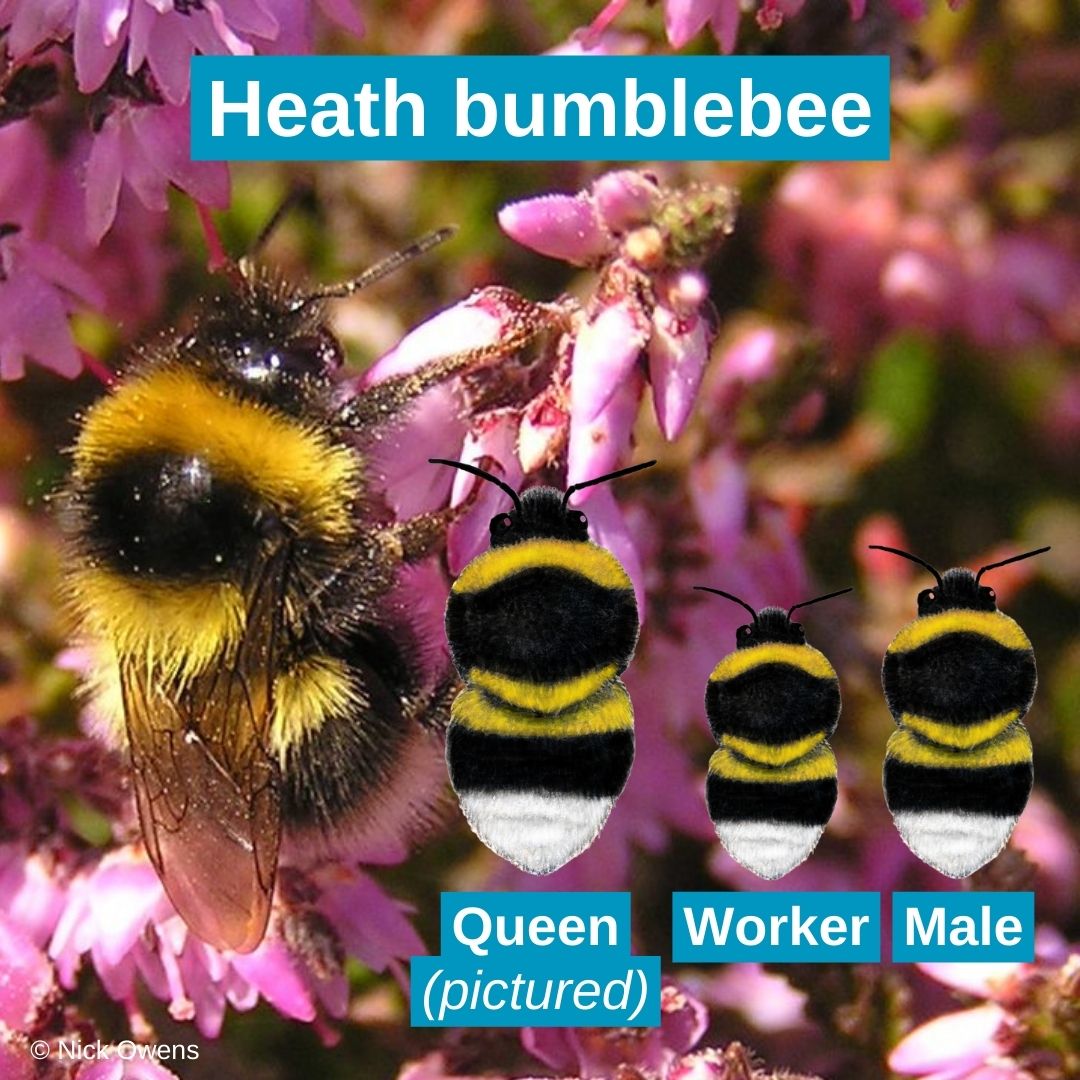 BumblebeeTrust tweet picture