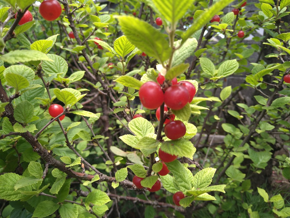 sougyokutei's tweet photo. 【今日の実】梅桃。花も良し、実も良し。暑い石神井町より。#downycherry #plants #harvest #tokyo https://t.co/5XpL0sVgnC