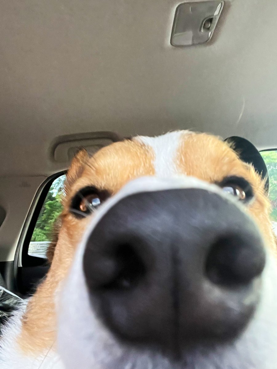 ChannelCorgi's tweet photo. 今日は狂犬病注射してきたー
頑張った🐾
#コーギー 
#コーギーのいる暮らし https://t.co/IM4TxaBEIy