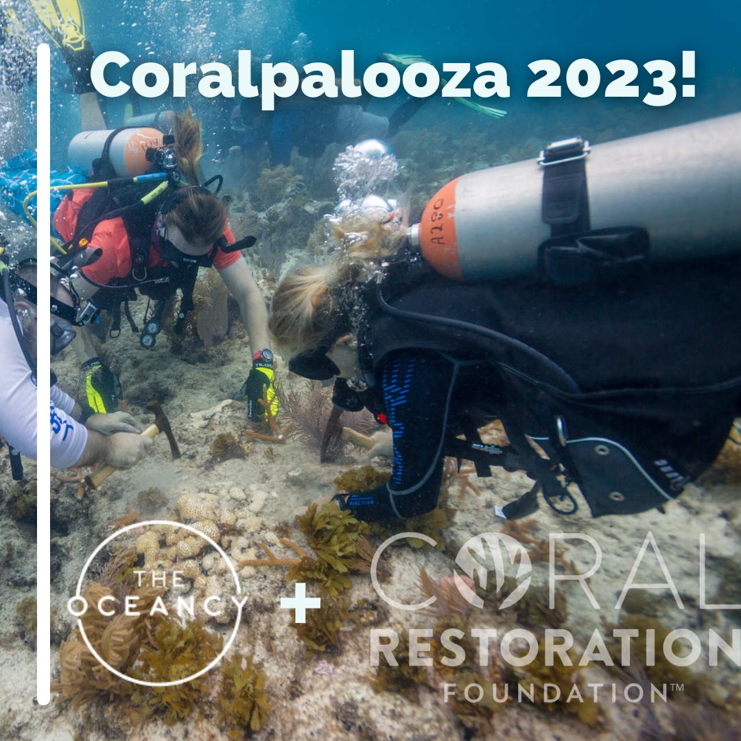 The Oceancy tweet media