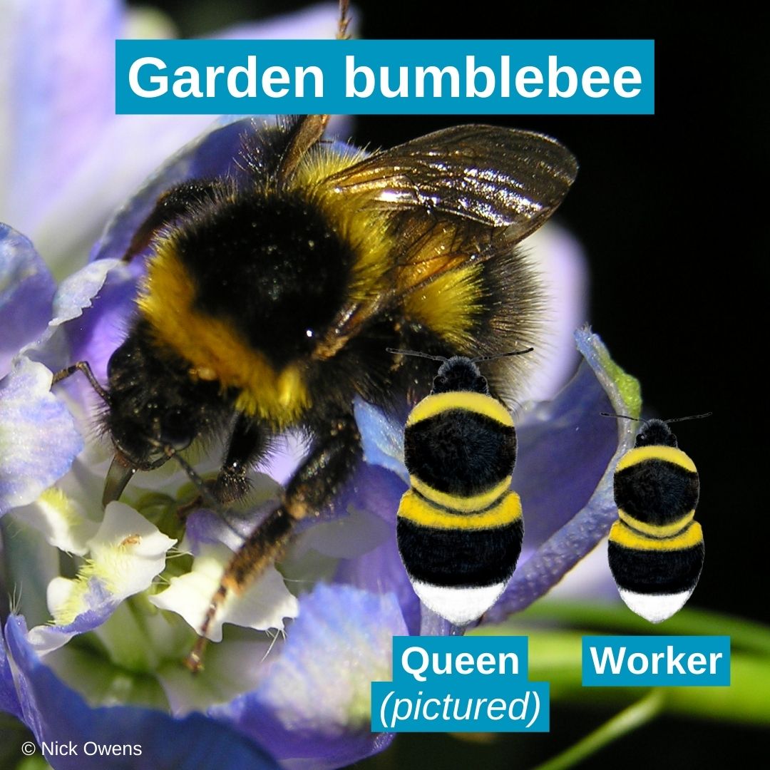 BumblebeeTrust tweet picture