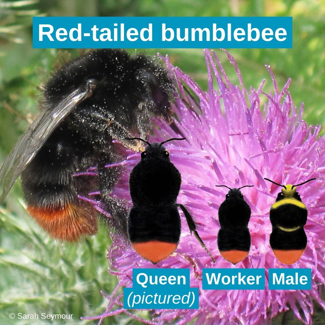 BumblebeeTrust tweet picture