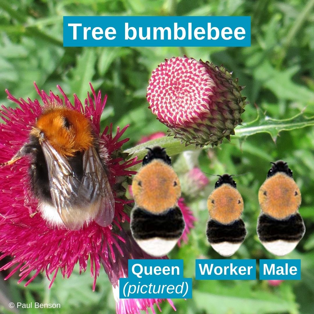 BumblebeeTrust tweet picture