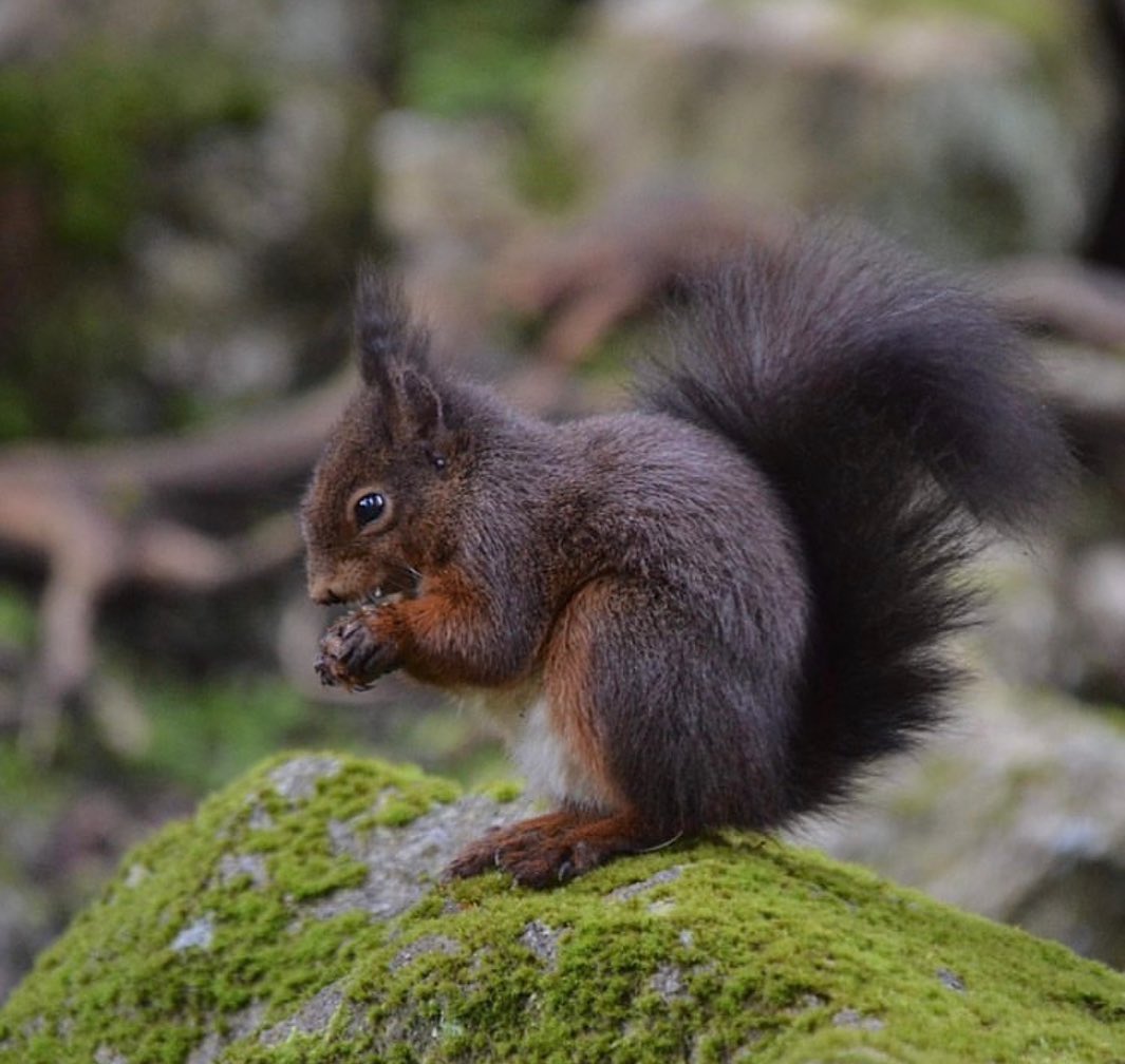 Una quincena de especies te esperan en Aran Park: animales sorprendentes, majestuosos, fascinantes… Osos, lobos, ciervos,
perritos de la pradera y mucho más.
¡Aprovecha el domingo en familia en la Val d’Aran!