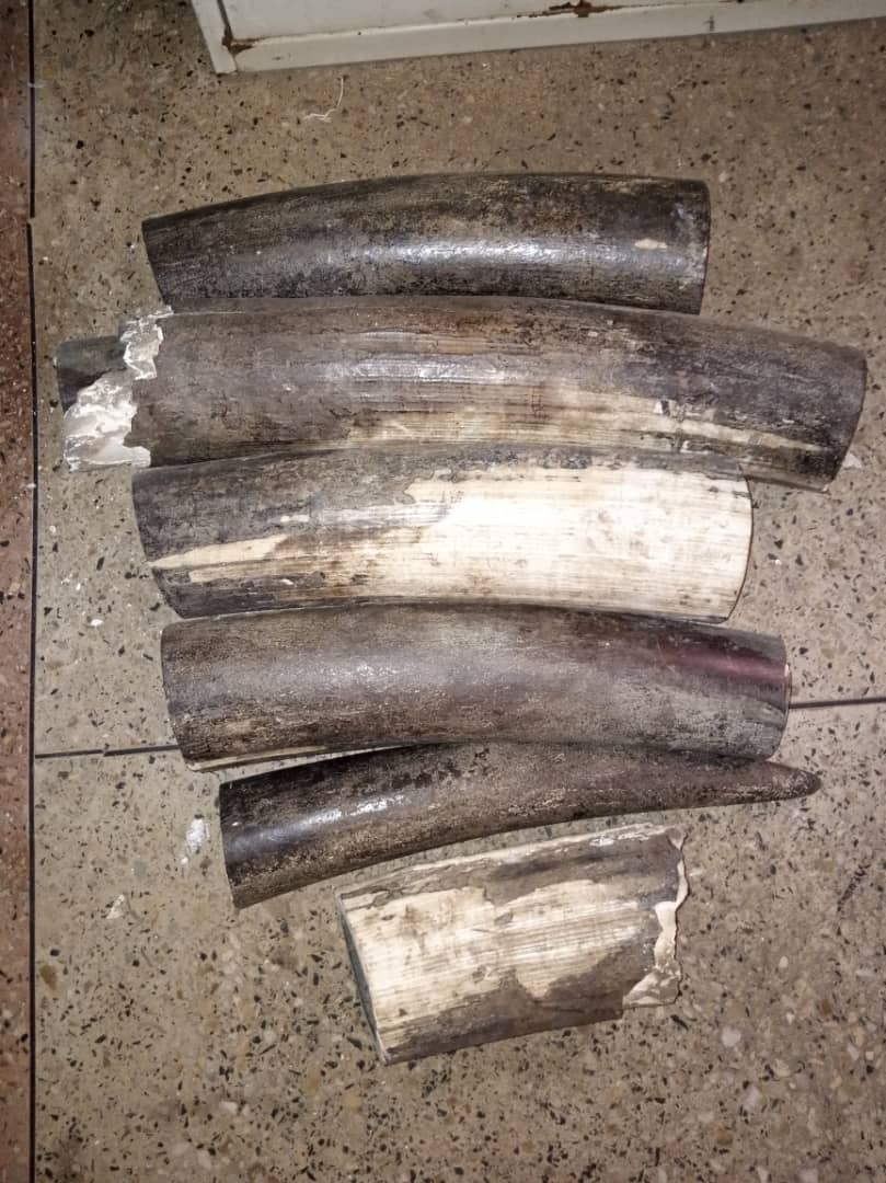 2 suspects arrested and more than 30kgs of ivory seized by the authorities in the city of Bukavu, DRC, with the technical support from @ConservC. The duo is connected to an international  network and investigations continue. @IccnRdc @ElephantsFuture @elephanaticsbc @vfaes_org