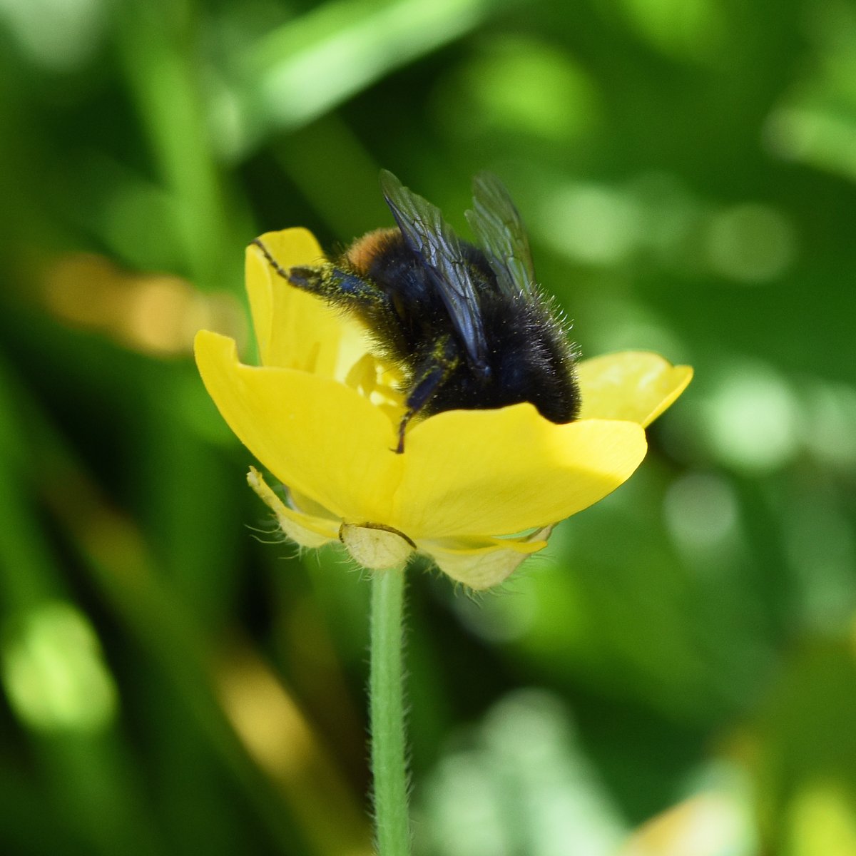 Tiny little Bumble Worker in a Buttercup. The Bee Sanctuary of Ireland.
#bees 
#bumblebees
#buttercup 
#organic 
#wild 
#nature 
#NaturePhotography 
#sanctuary 
#wicklow 
#Ireland 
 #NoMow