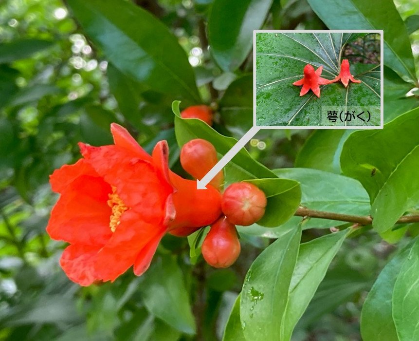 日比谷公園の赤い花 日比谷公園の紅葉(東京都) ｜紅葉名所2025