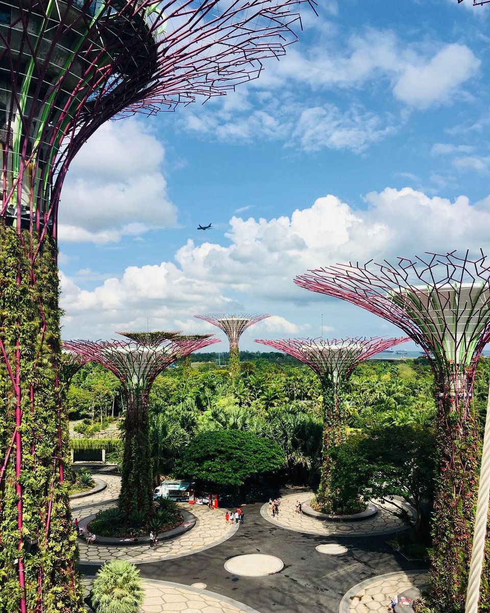 The Supertrees at @gardensbythebay also have super functions. Some can convert light into electricity, while others serve as air purifiers - releasing filtered air into the atmosphere. 🌴📷 #Singapore
