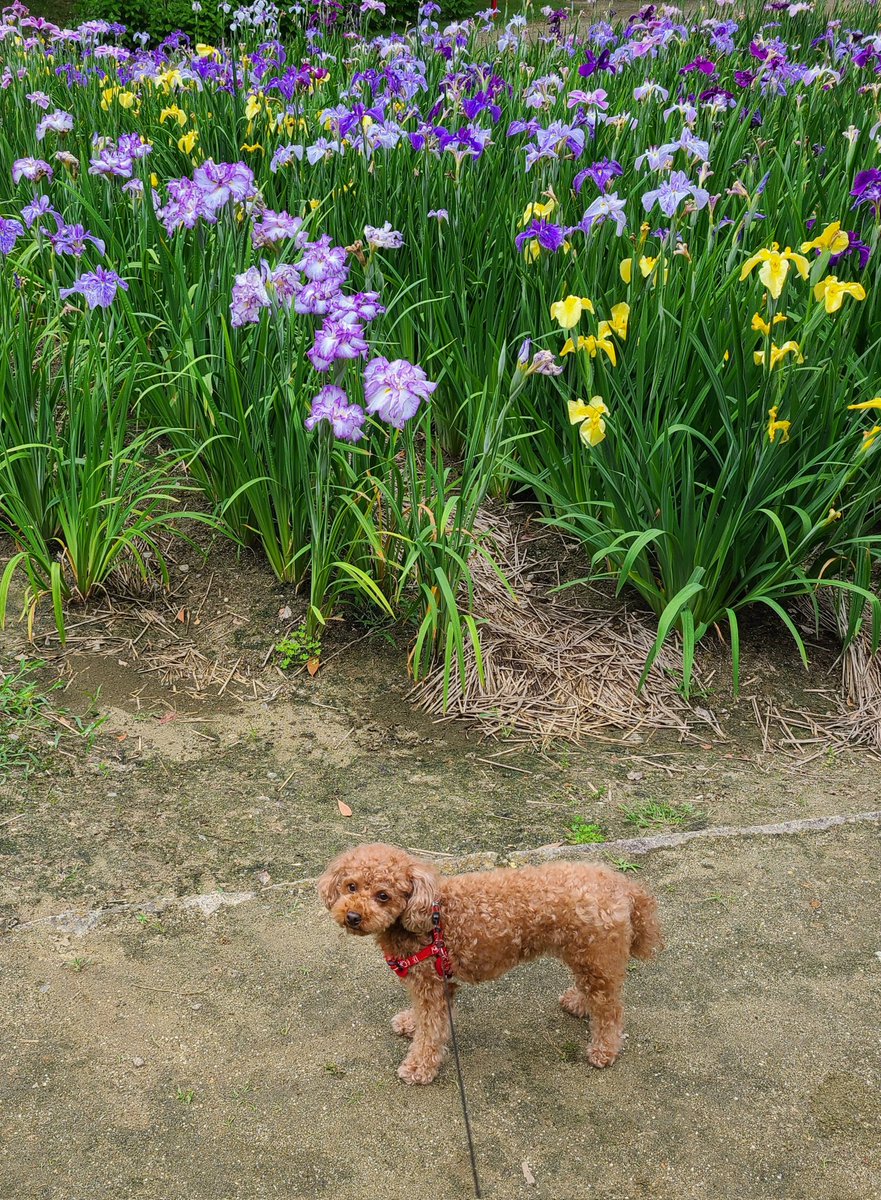 お花観賞はレディのたしなみよ✨

#トイプードル  #メス #犬好き #犬のいる生活 #犬好きさんと繋がりたい