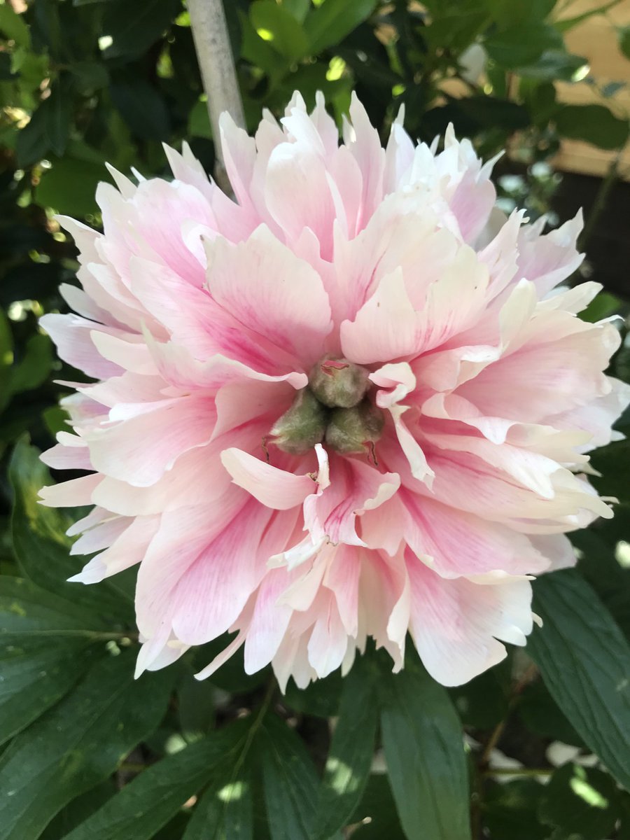 My pretty Peony still looks beautiful as it fades #flowers #peonies #gardening