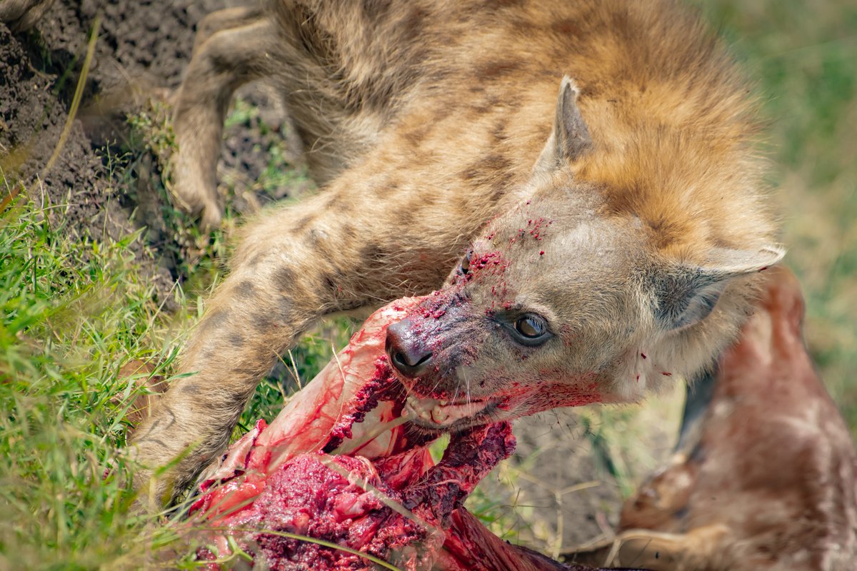 Crazy Bite by Spotted Hyena. I was able to hear the bone cracking sound | Masai Mara | Kenya
.
.
.
.
.
#animals #africanwildlife #safariphotography #majestic_wildlife_ #spottedhyena #african_portraits #africanature #africanamazing #scarvengerlifestyle #itssokenya #savetheanimals…