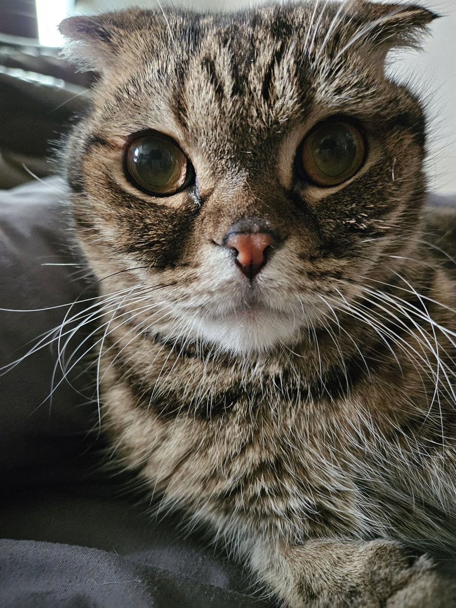 엄마한테 고양이좀 엽기적으로찍지 말라고 한 소리 들었다...