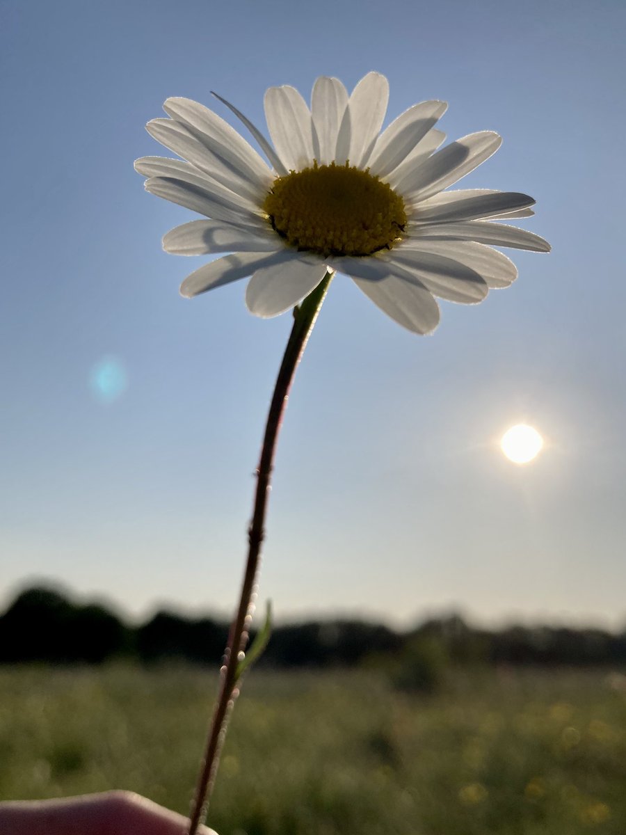 #SundayThoughts 
#WildFlowers
So Flippin’ lovely 🥰 …