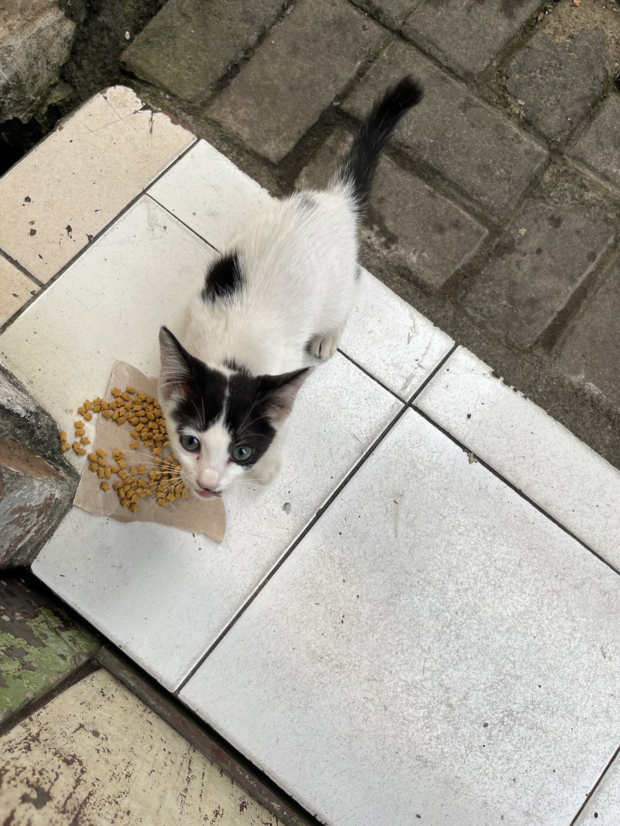Father of Oyen & Kuro tweet media