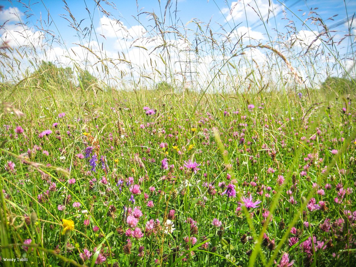 🌼 A blooming success story! 🌱🐝 
A new audit reveals the incredible impact of #CoronationMeadows project: 101 wildflower meadows restored or created since its inception. Bees, butteflies, bats, and birds rejoice! wildlifetrusts.org/coronation-mea… <a href="/Love_plants/">Plantlife</a>  <a href="/BiffaAward/">Biffa Award</a>