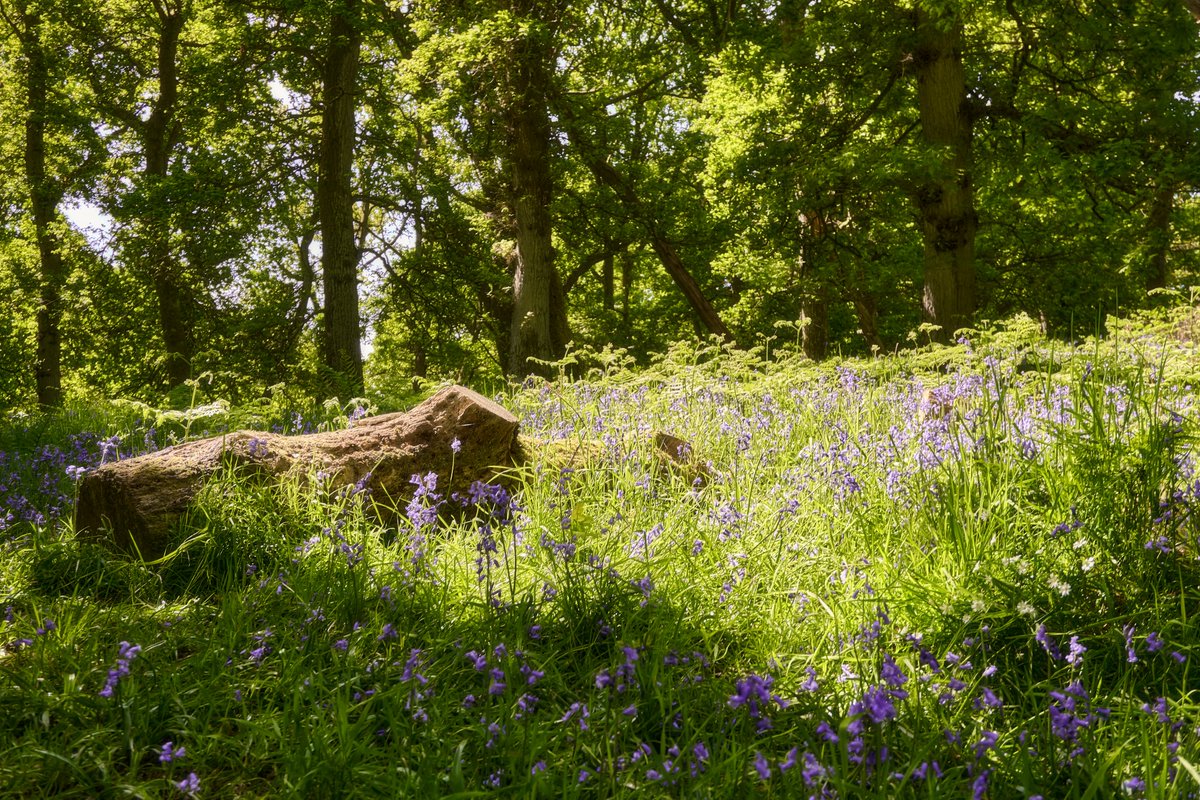 Kinclaven Bluebell Wood, Perthshire, Scotland

#Scotland #VisitScotland #SonyAlpha #Photography #woods #woodland #forest #forests #forestwalks #forestphotography #photography #photographylovers #photographylife #NaturePhotography

@VisitScotland @WoodlandTrust @PerthandKinross