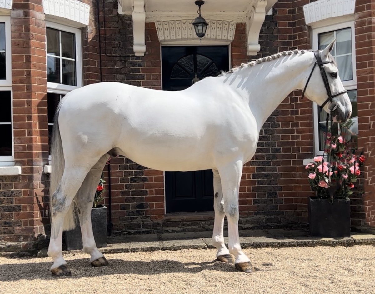 This gorgeous grey Selle Francais gelding is for sale trib.al/QbCwOD1 Place your advert today and find your horse a great new home trib.al/Ia451v1