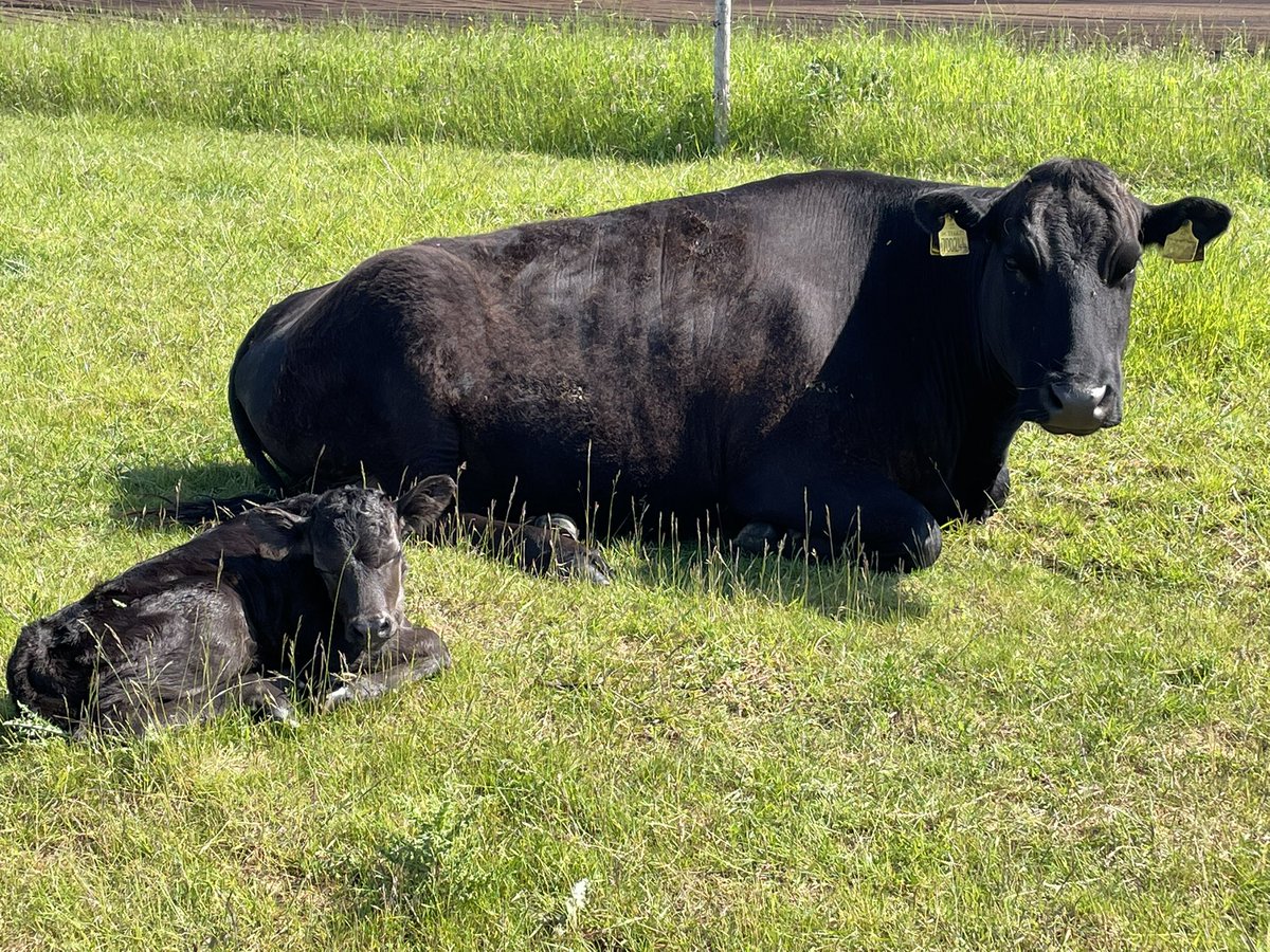 So important that the cattle are able to give birth naturally, as stress free as possible and with no human interaction. This Wagyu delivered on all counts.