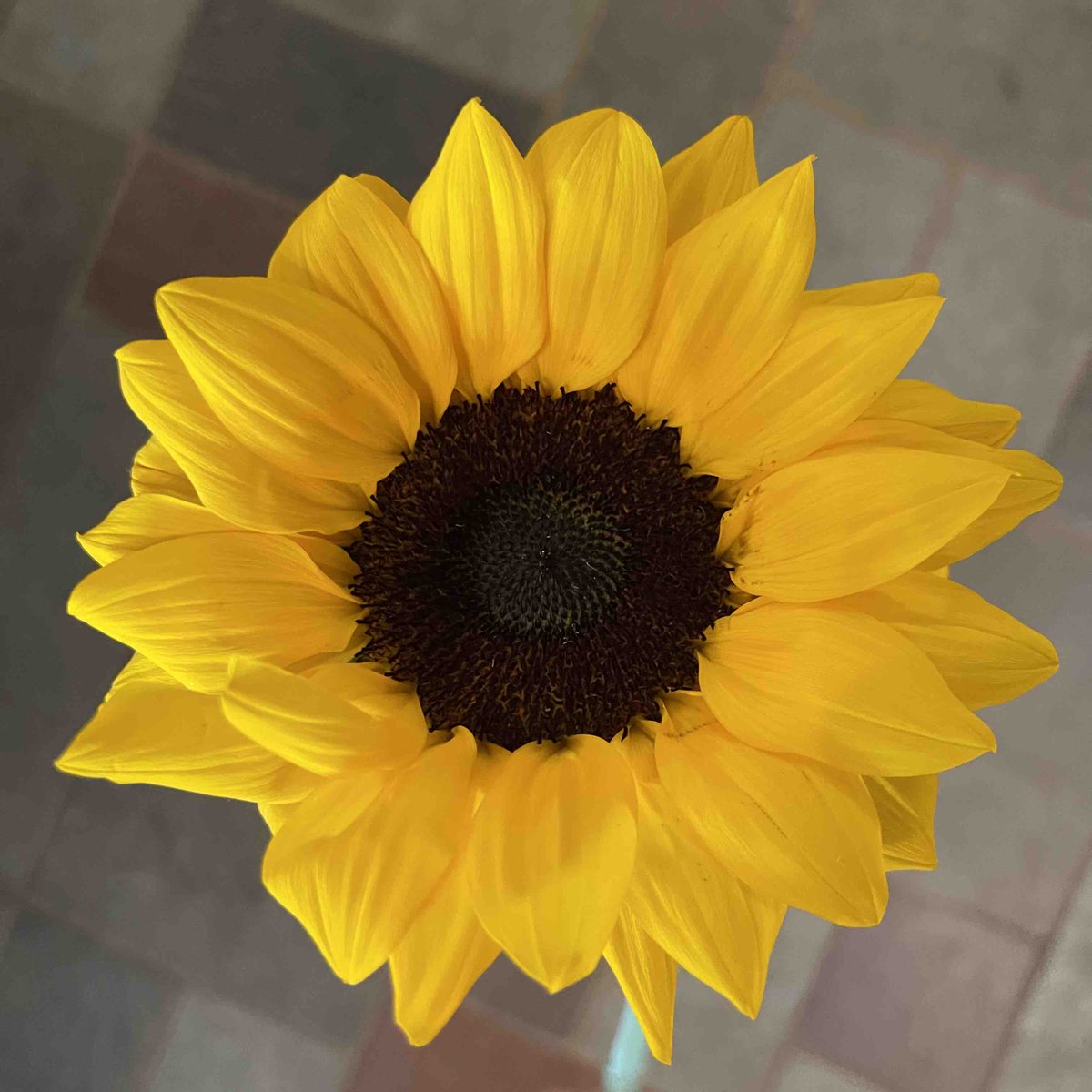 A sunny bright sunflower 🌻 for your Sunday. ☀️ 
.
.
#steinflorist #steinyourflorist #flowers #florist #flowershop #floristry #shopsmall #shoplocal #smallbusiness #phillyflorist #philadelphiaflorist #NJflorist #sunflowers #sundaysunflowers #sunny #beautiful