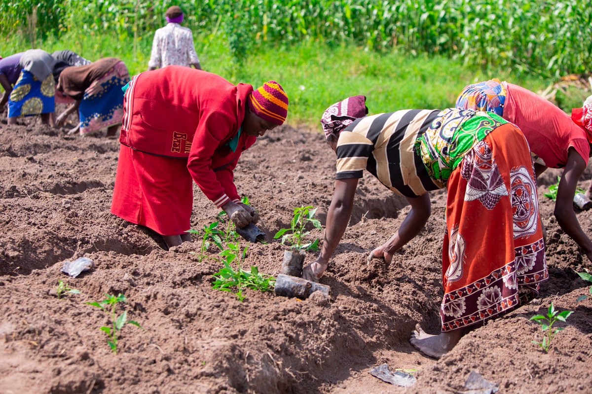 AfrifoodsRw's tweet photo. A significant part of #afrifood's mission is to ensure a sustainable food supply through sustainable farming practices such as crop rotation, integrated pest management, and organic farming that protect the environment, conserve
natural resources and promote social justice. https://t.co/8FUPtB6Gtr