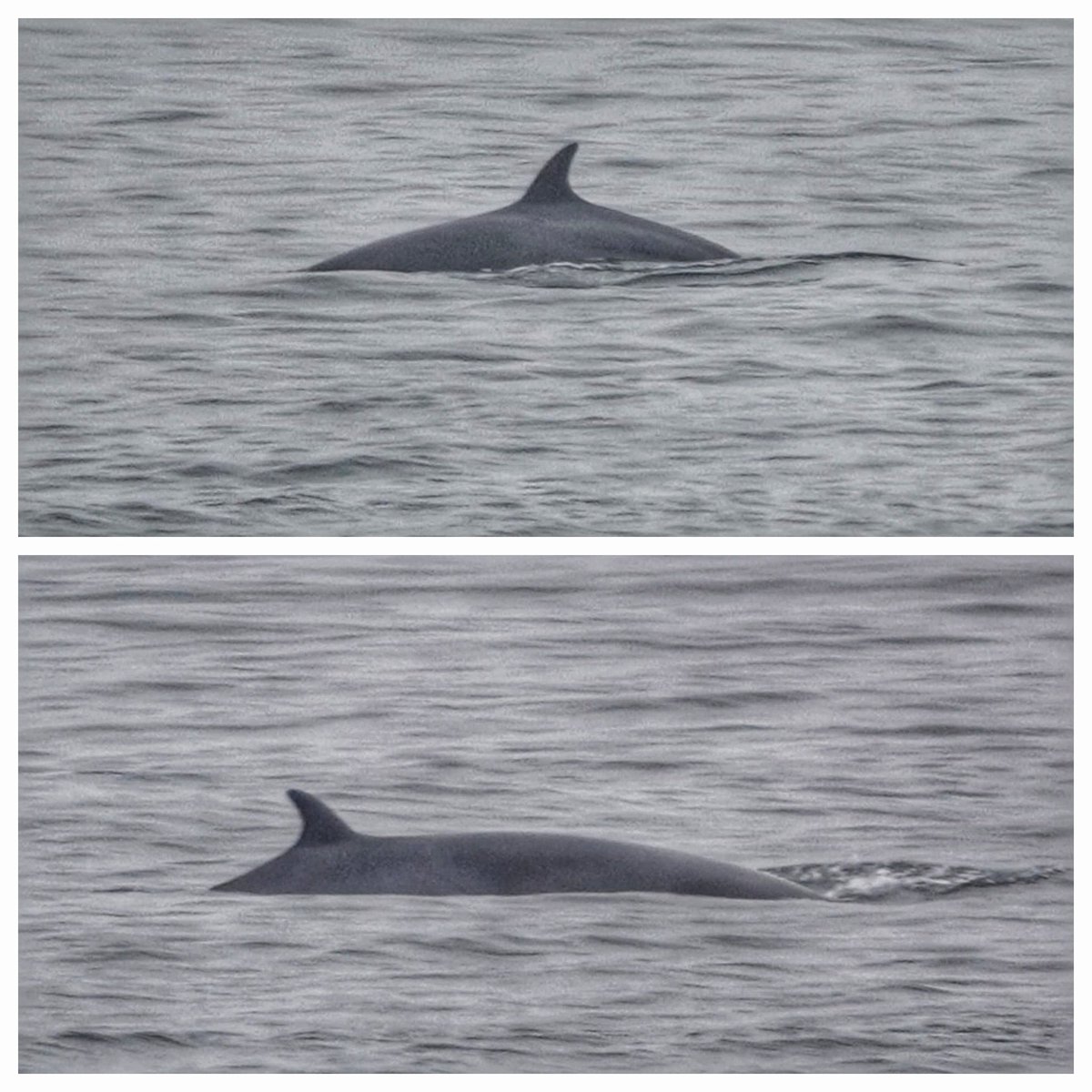 2 minkes from Portstewart this morning they seem to be hanging around #TwitterNatureCommunity #whales