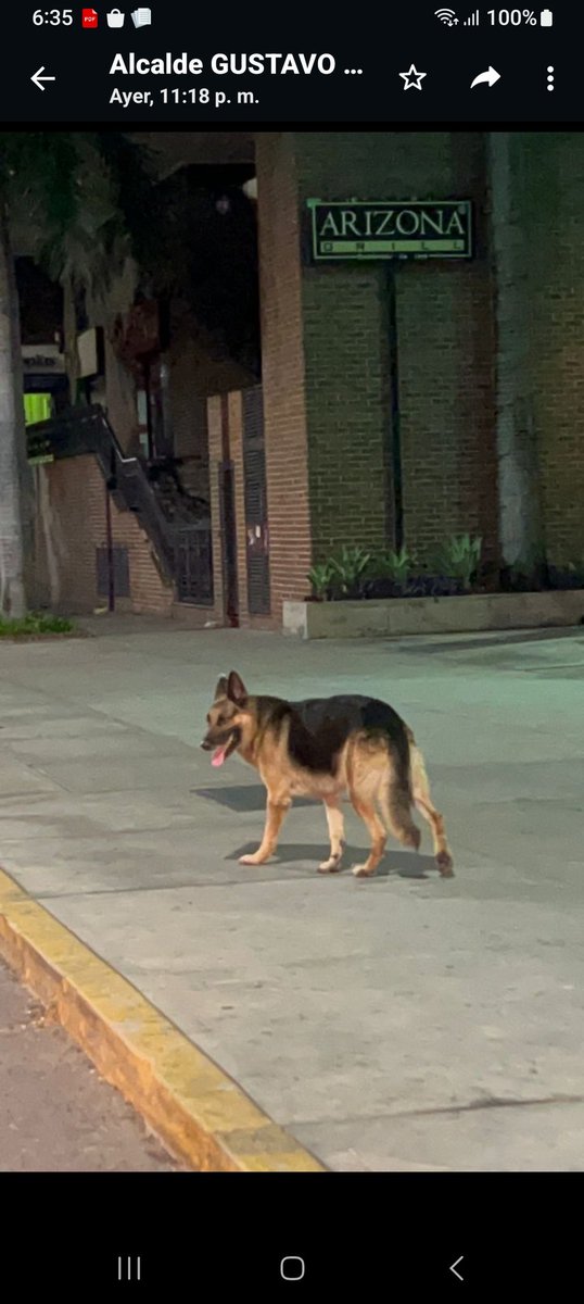 VecinosCampoAl1's tweet photo. #ElRosal #Caracas perro encontrado y resguardado. Lo pueden estar buscando ( via) @duquegustavoS  ver @FRAENKELE @NataliaSR75 @tula_ve @PerroUsuario https://t.co/lSGz1zJ9GF