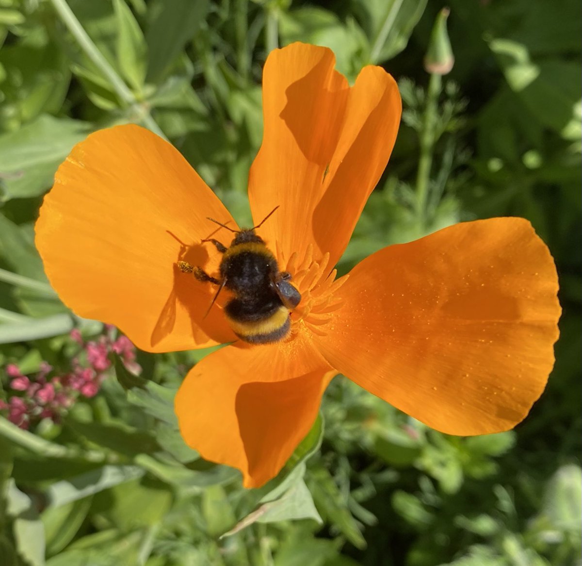 TriciaNo2's tweet photo. Bee going about his business on this Californian Poppy 🐝in the garden.
#bees #pollinators #Californian #poppy #sundayinthesun #GardeningTwitter #mygarden 🌿🧡 https://t.co/qGOHO9gZ00