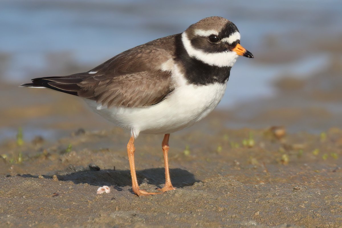 If you sit and wait the Ringed Plovers at Ferrybridge will wander right up close....