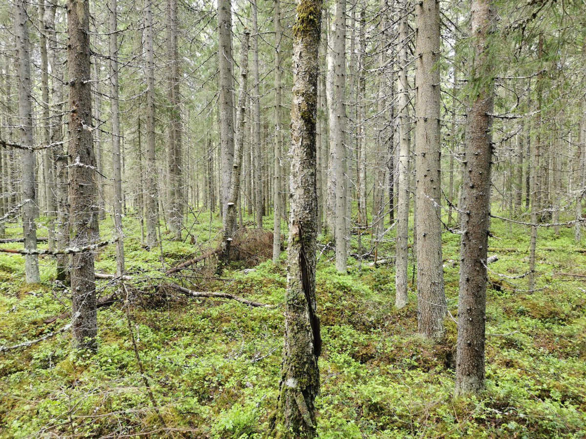 Jyväskylä, Pieni Koiralampi. Sertifiointi määrää korvet suojeluun, mutta tässä taas kerran UPM:n avohakkuukohteena yhtiön mailla. Myös metsälakikohde: noro ja puro. Lahopuuta, haapaa, punaisen listan lajeja: Metso-ohjelman suojelukriteerit täyttyvät kirkkaasti. #luontokato