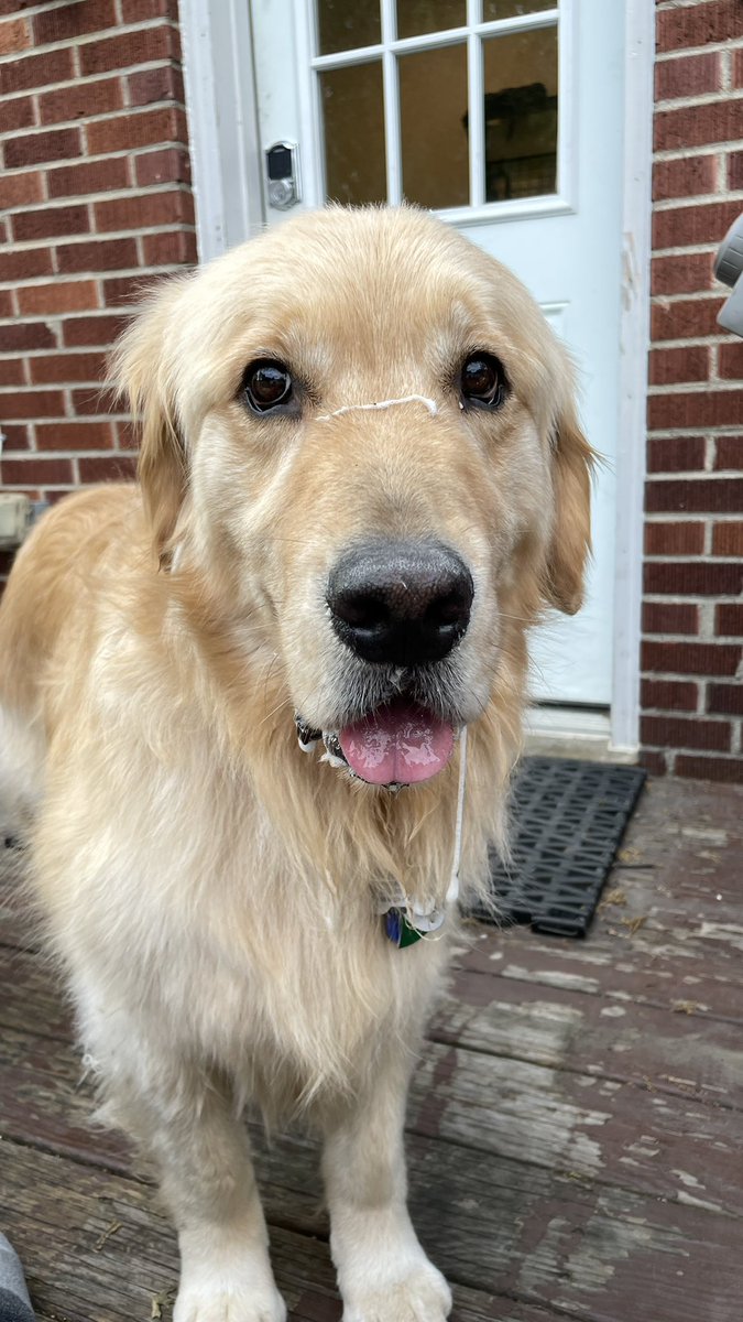 PghGoldens's tweet photo. I have a present for you. Can you guess what it is?

#DogsOfTwitter #GoldenRetrievers https://t.co/gxDJurENwZ