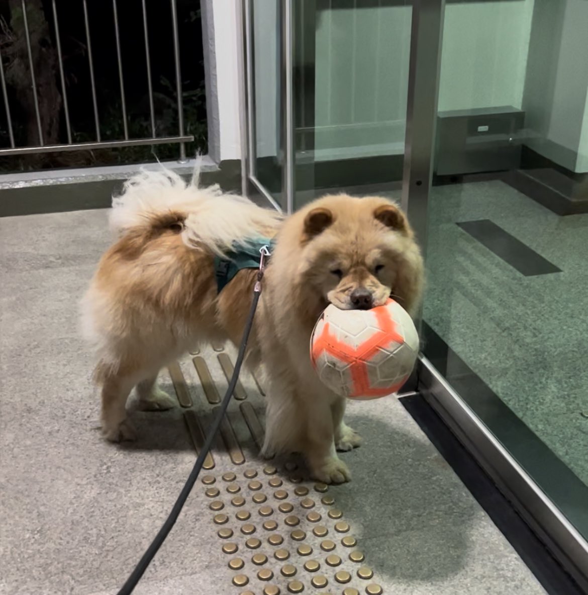 TaeyangTheChow's tweet photo. 하 말 안두루미 무조건 집 가져간대 https://t.co/o6u4pdQKXg