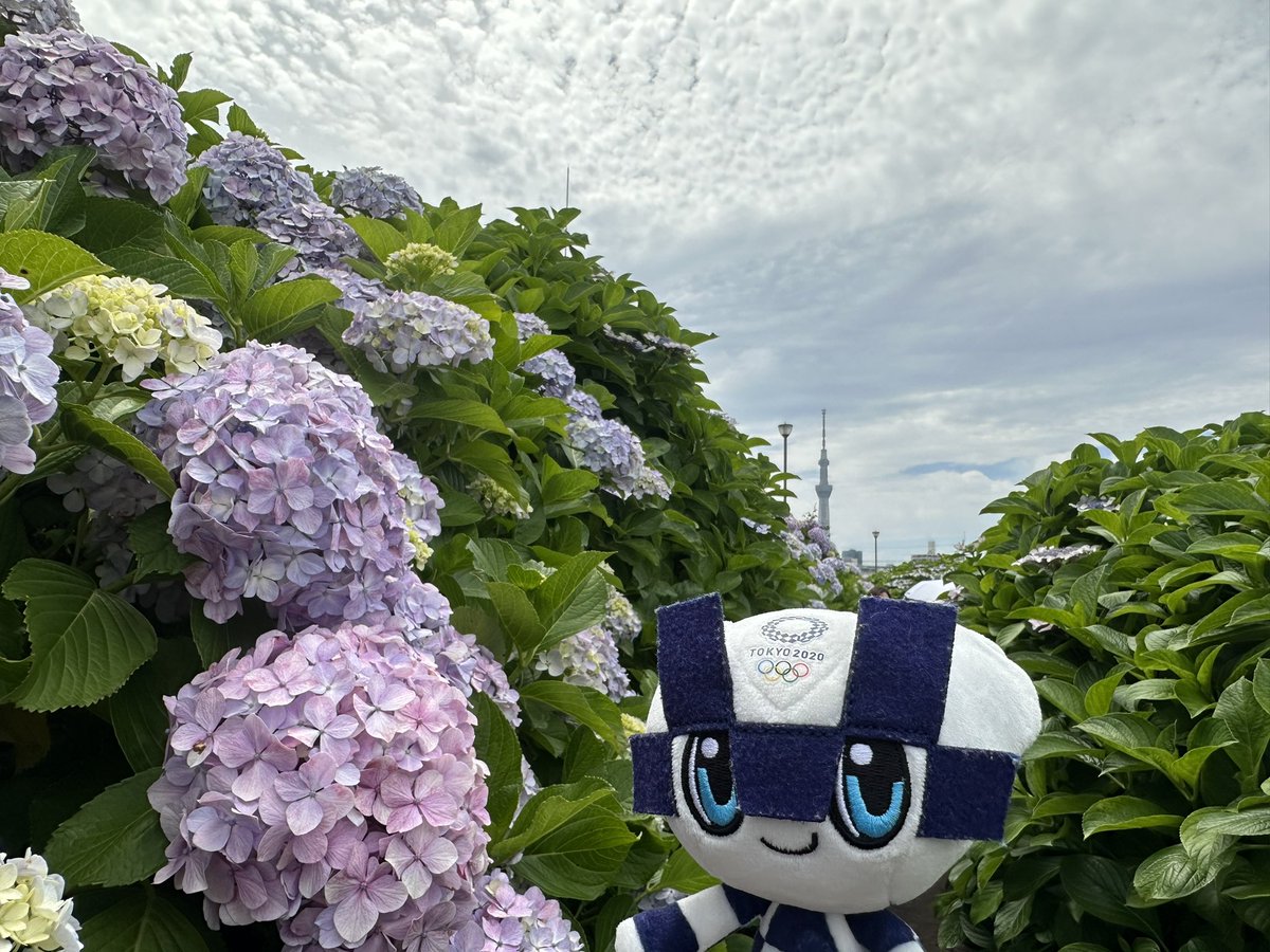 spacio0119's tweet photo. 紫陽花鑑賞に行ってきました
#ミライトワ 
#紫陽花 
#長草くん 
#buddingpop 
#ぬい撮り https://t.co/sTRK05nVzK