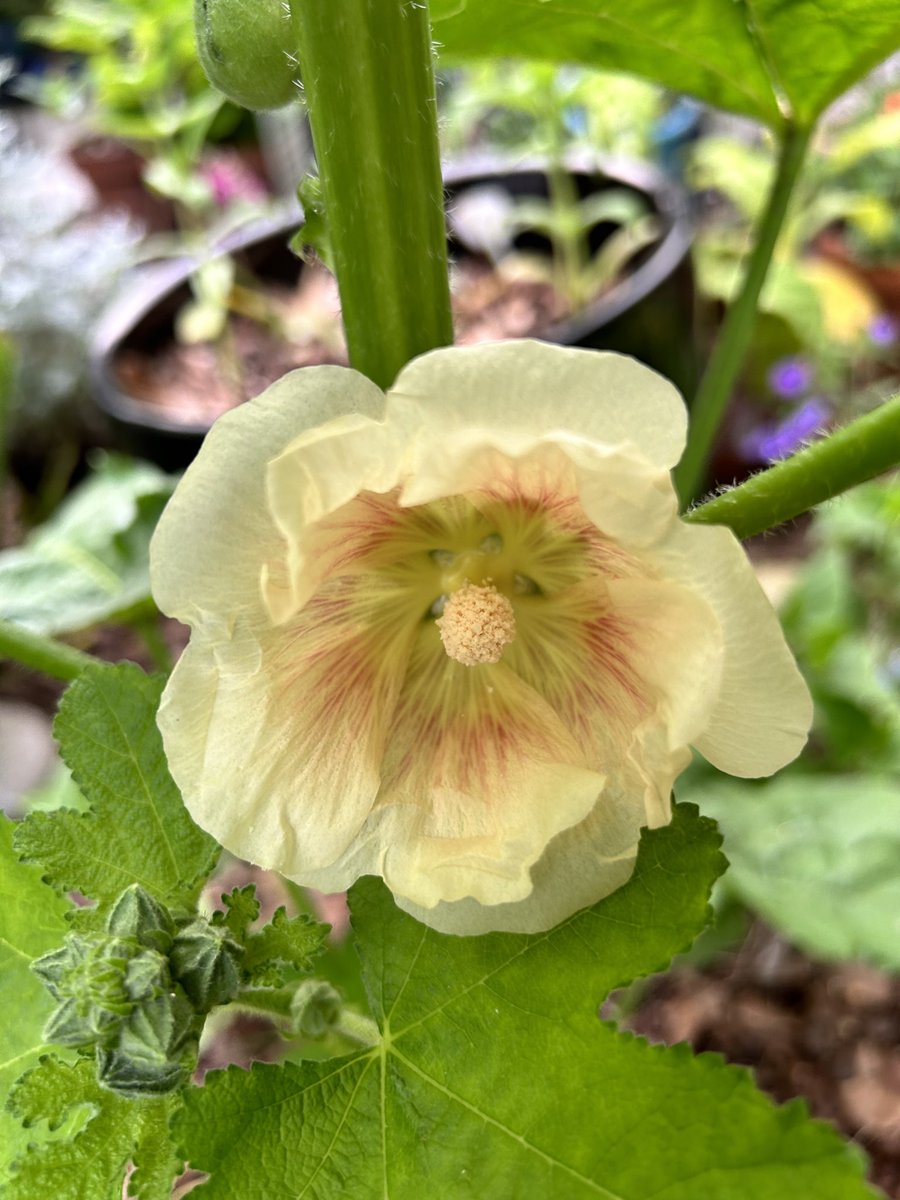 #SundayYellow is this gorgeous pale yellow seed grown hollyhock with pink veins. This is the first time I’ve seen a hollyhock this color💛💕

#flowers #Hollyhocks #flowerphotography  #beautifulflowers #DailyBotanicalBeauty #yellowflowers #GardeningTwitter #Gardening #Plants