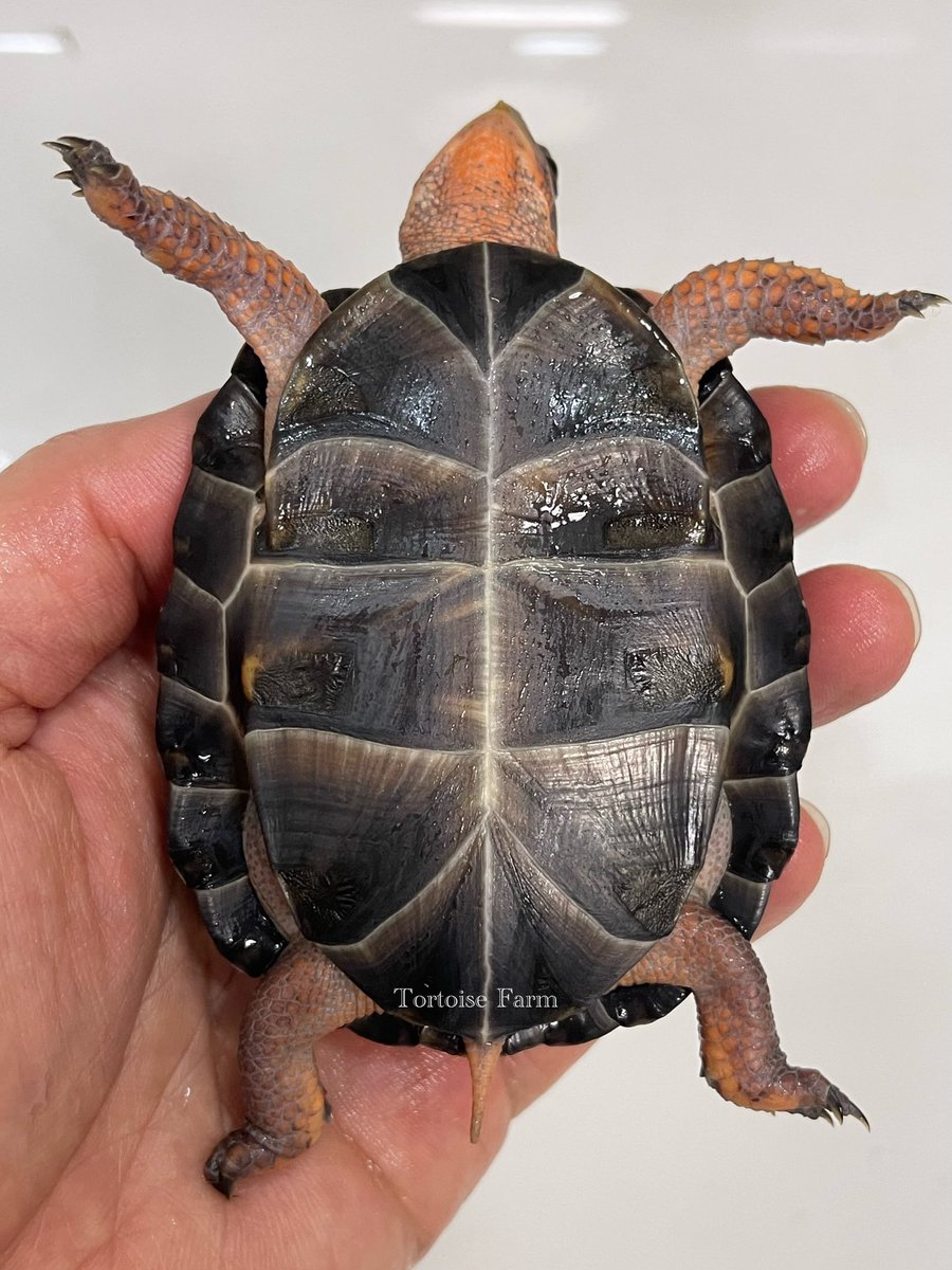 和象亀 on Twitter