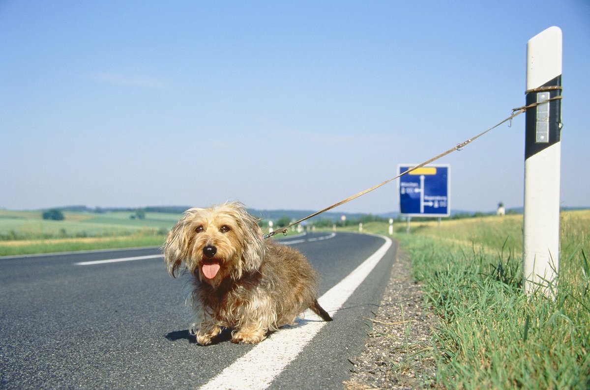 Sgarrupati's tweet photo. Non prendere un cane, per poi abbandonarlo in estate! "La decisione di prendere con se un cane, va valutata con molta attenzione. Il cane è un compagno di vita da amare che necessita di tanto affetto, e che non deve mai essere abbandonato. "...♥️
#dog #musk #animals https://t.co/b6O2RjwM1L