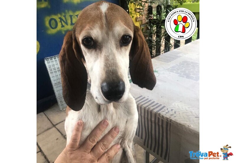 #Segugio maschio  di 9 anni e 7 mesi  in adozione a #Milano