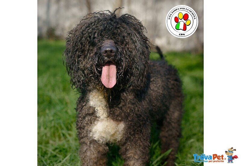 #PerrodeAgua maschio  di 9 anni e 7 mesi  in adozione a #Milano