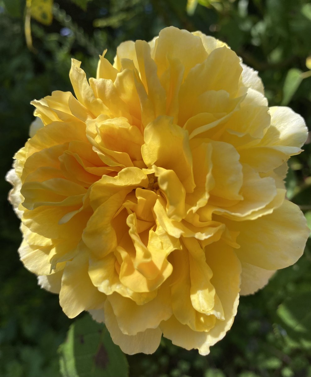 Lots of #SundayYellow to choose from and plenty of sun in which to enjoy them 🌼💛 ☀️ 
#GardeningTwitter #Roses #RoseADay #Roses23