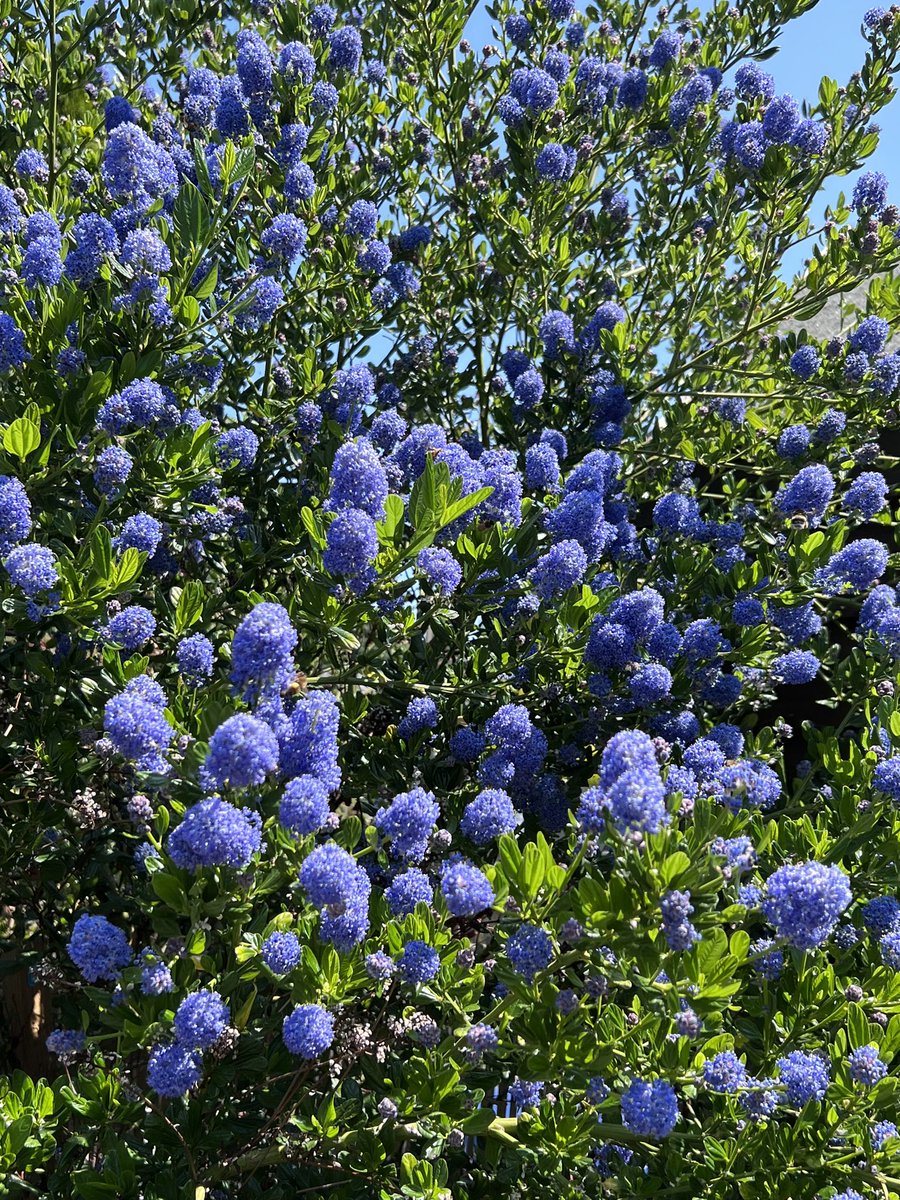 louisenffc's tweet image. Day off spent in the garden 🐝🌞 #catchingup #restful