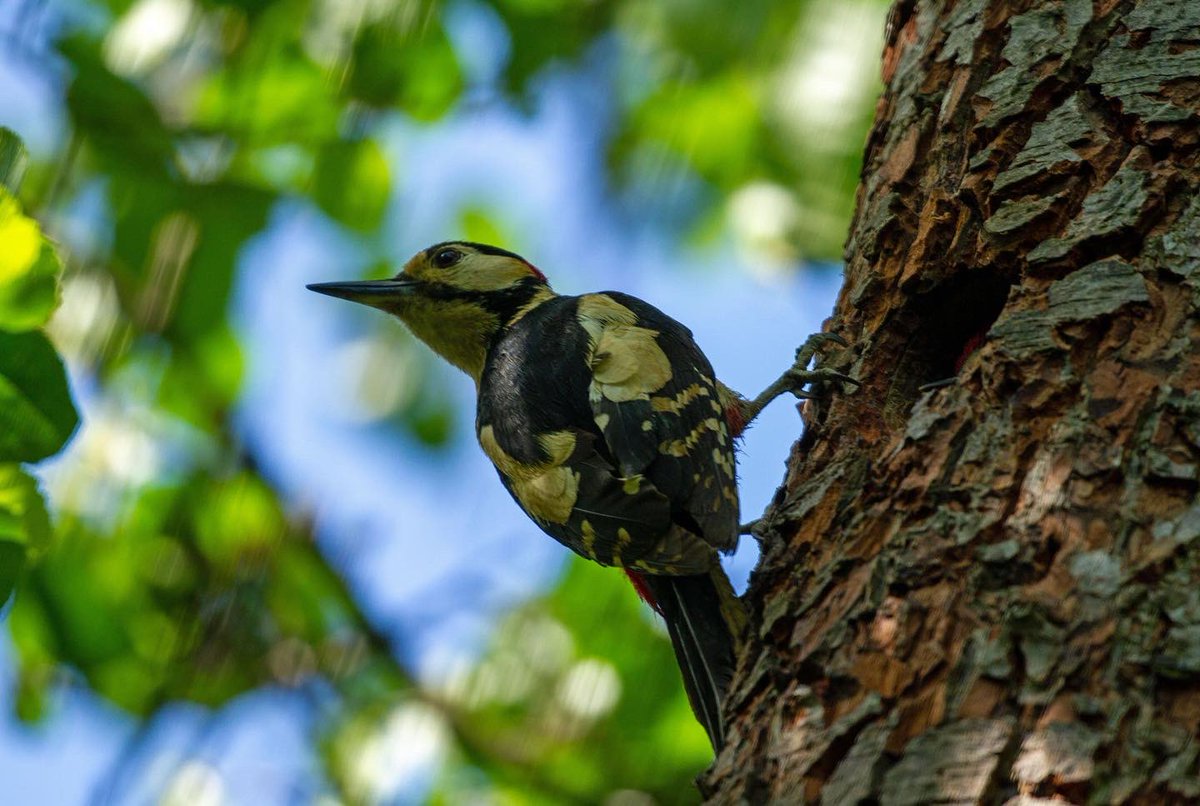 Nature and watching Woodpeckers feeding their young is so nice to see. <a href="/CoLEppingForest/">Epping Forest</a> #Springwatch <a href="/BBCSpringwatch/">BBC Springwatch</a>
