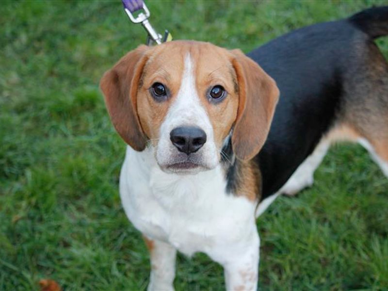 Please retweet to help Stitch find a home #BRIDGEND #WALES 

 Active, clever Beagle aged 1-2. He can live with children aged 8+ and another dog 🐶✅

DETAILS or APPLY👇
dogstrust.org.uk/rehoming/dogs/…
#dogs #Beagles #animals #pets #Cardiff #Swansea